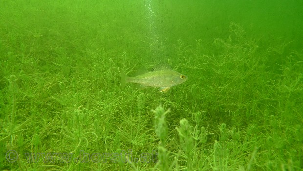 tauchen im erlaufsee
