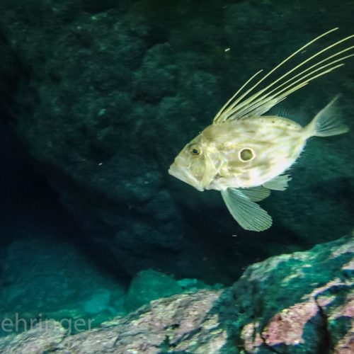 strange looking fish